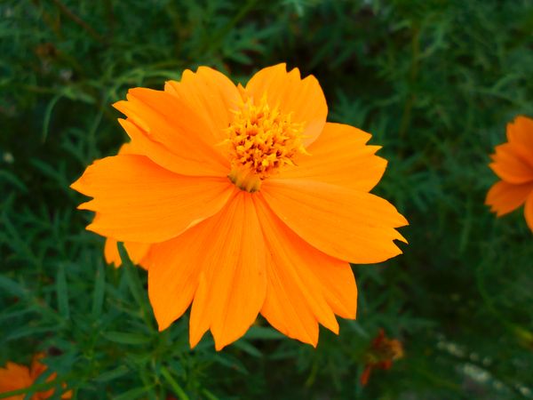 Cosmos sulphureus