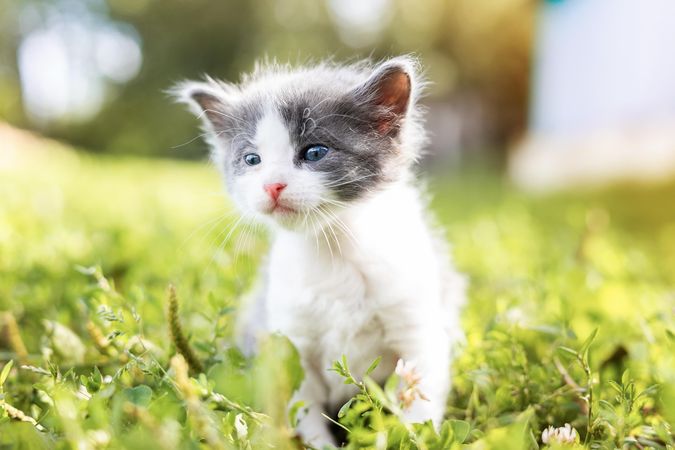 Kitten on green grass