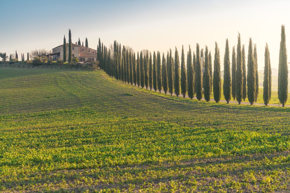Small grove on empty dry field