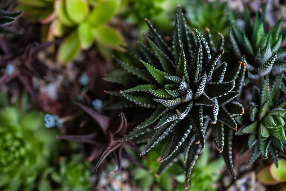 Top view close up of Perle Von Nurnberg plant in a gift composition