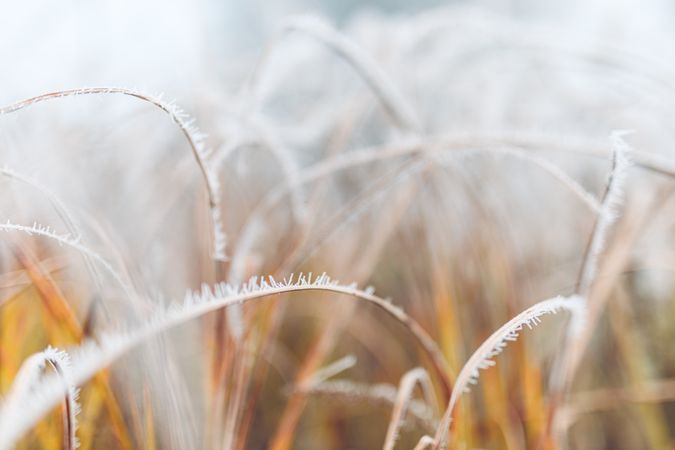 Close up of ice on grass