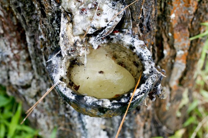 Top of bowl of sap being collected in the forest