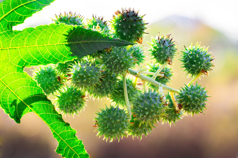 Buah jarak or Ricinus communis fruit,