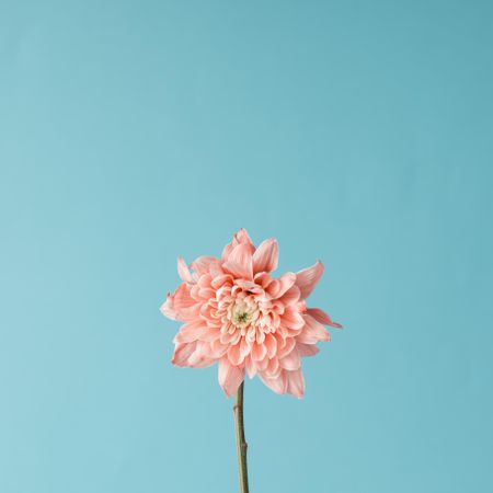 Pink flower on sky background