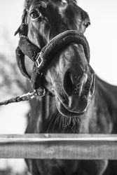 Grayscale photo of horse with leather strap