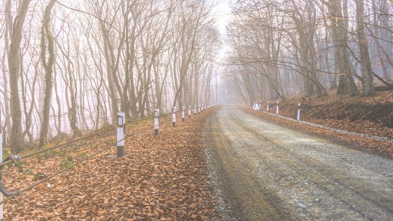 Fog in the forest along road