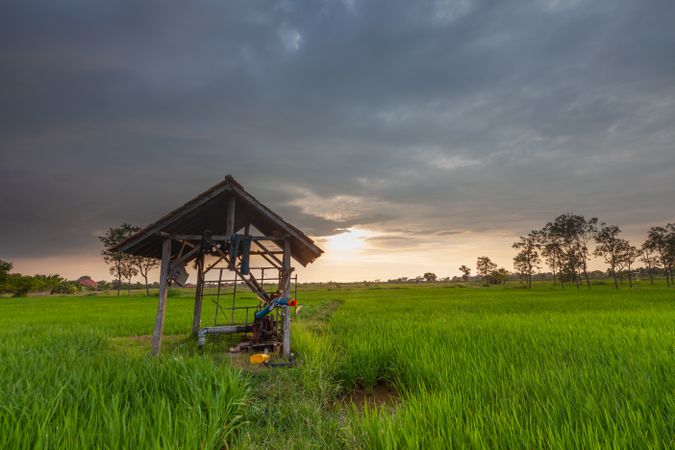 Sunset At Rice Field
