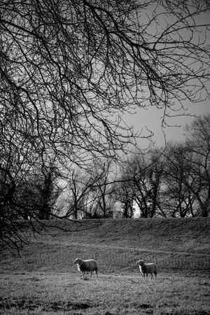 Calm monochrome shot of two sheep in a field