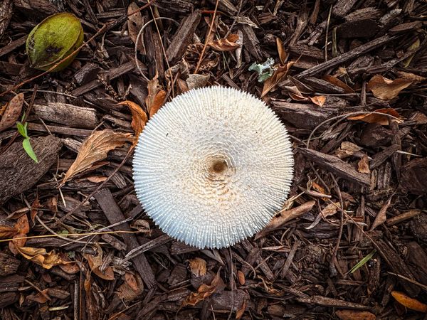 Overhead of Onion-stalk Lepiota