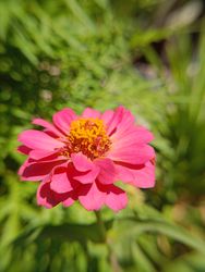beautiful pink flower background