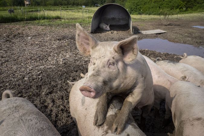 Copake, New York - May 19, 2022: Cute pigs climbs on top of other pig in the mud