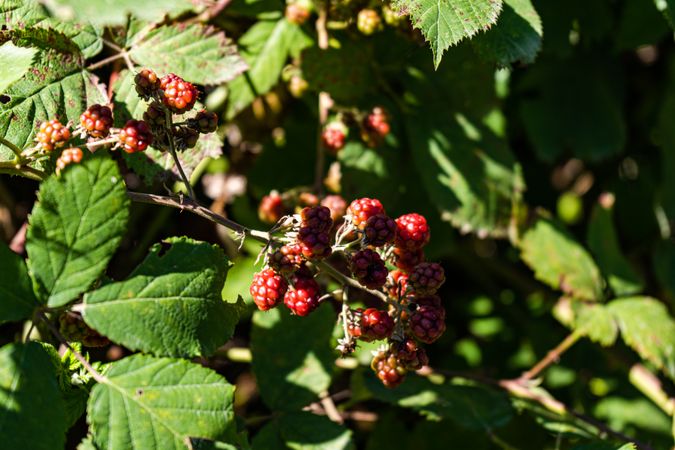Unripe berries fruits on the bush