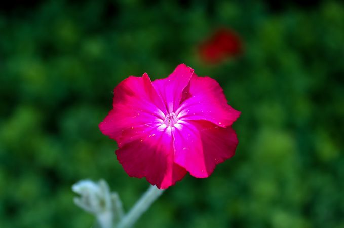 Beautiful flowers in a european garden in different colors