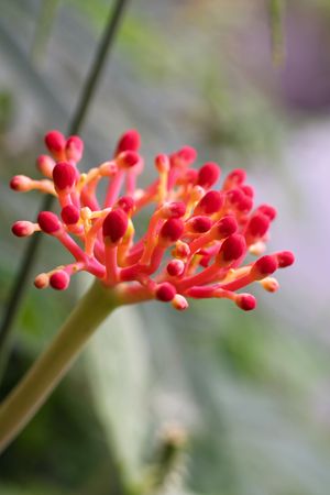 vibrant flower of Jatropha multifida