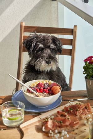 Obedient purebred dog sitting on chair at table with healthy breakfast
