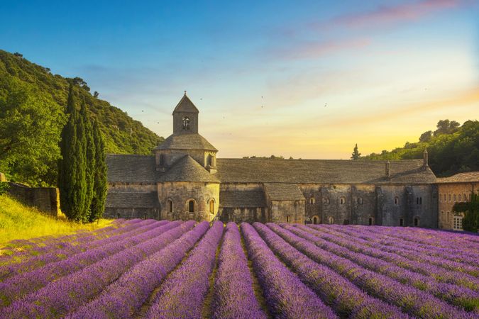 Abbey of Senanque blooming lavender flowers panoramic view, Gordes, Luberon, Provence, France