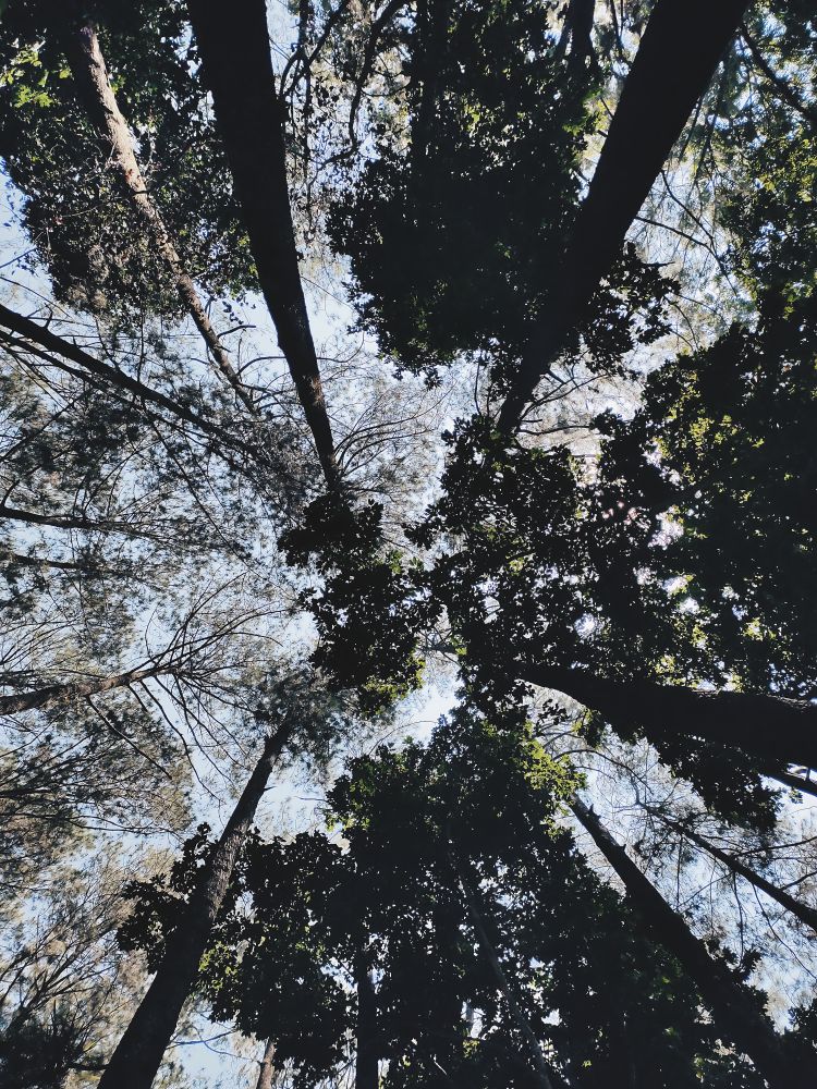 Looking Upwards Majestic Forest Canopy Awe Inspiring View of Tall Trees Reaching for Sky