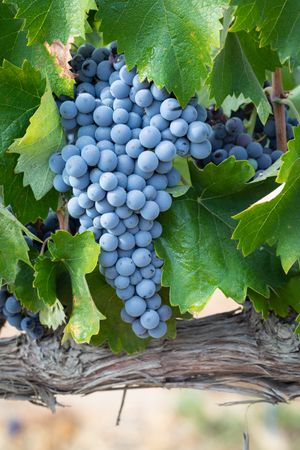 Vineyard with Lush, Ripe Wine Grapes on the Vine Ready for Harvest