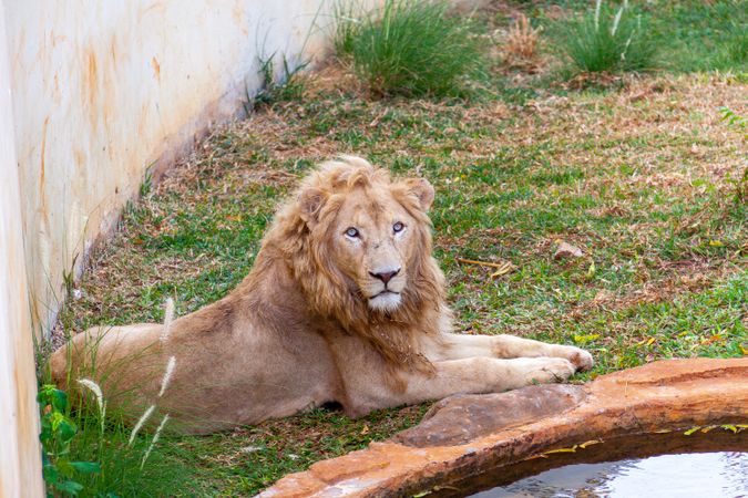 Lion King