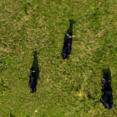 Drone photo of grazing cows from above. Green meadow, pasture, summer.