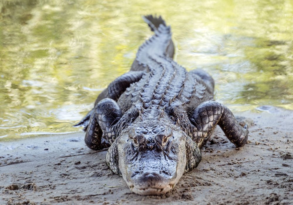 Alligator emerging from the water at Alligator Adventure,  Myrtle Beach, South Carolina