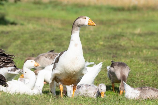 Duck with offspring on green grass