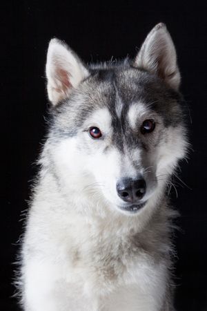 Amazing dog staring at camera