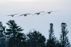 Trumpeter Swans in flight on overcast day in McGregor, Minnesota