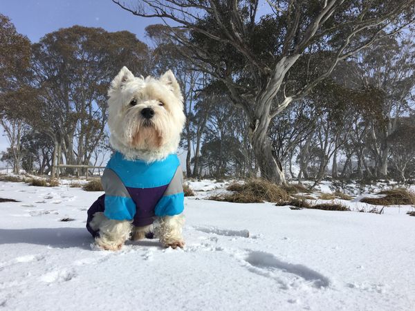 Western highland terrier in blue and gray jacket in snow field