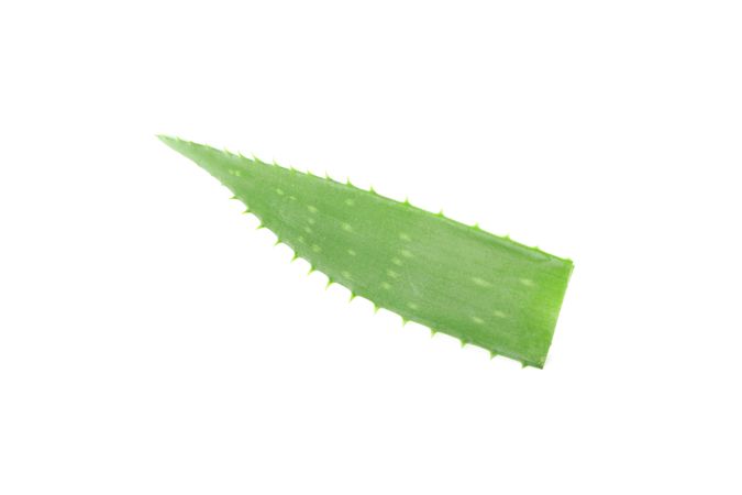 Aloe vera fresh leaf isolated on plain background. Treatment plant