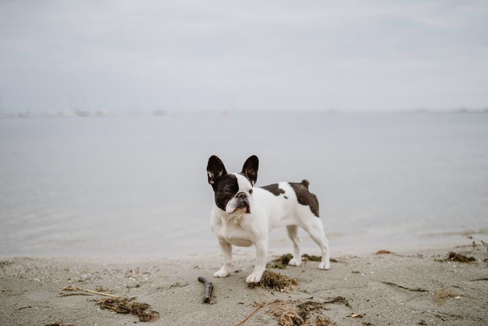 Cute dog near sea