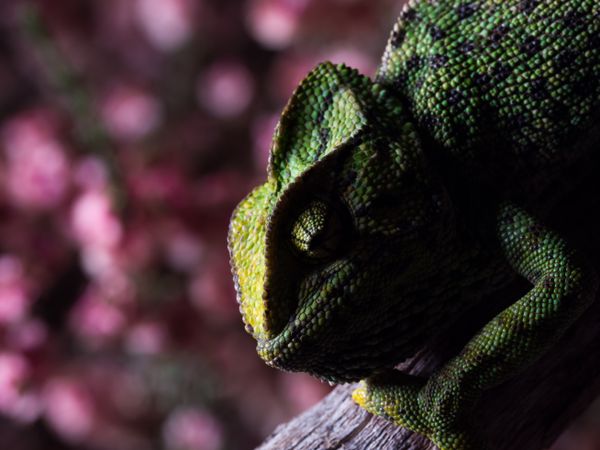 Chameleon sitting on branch