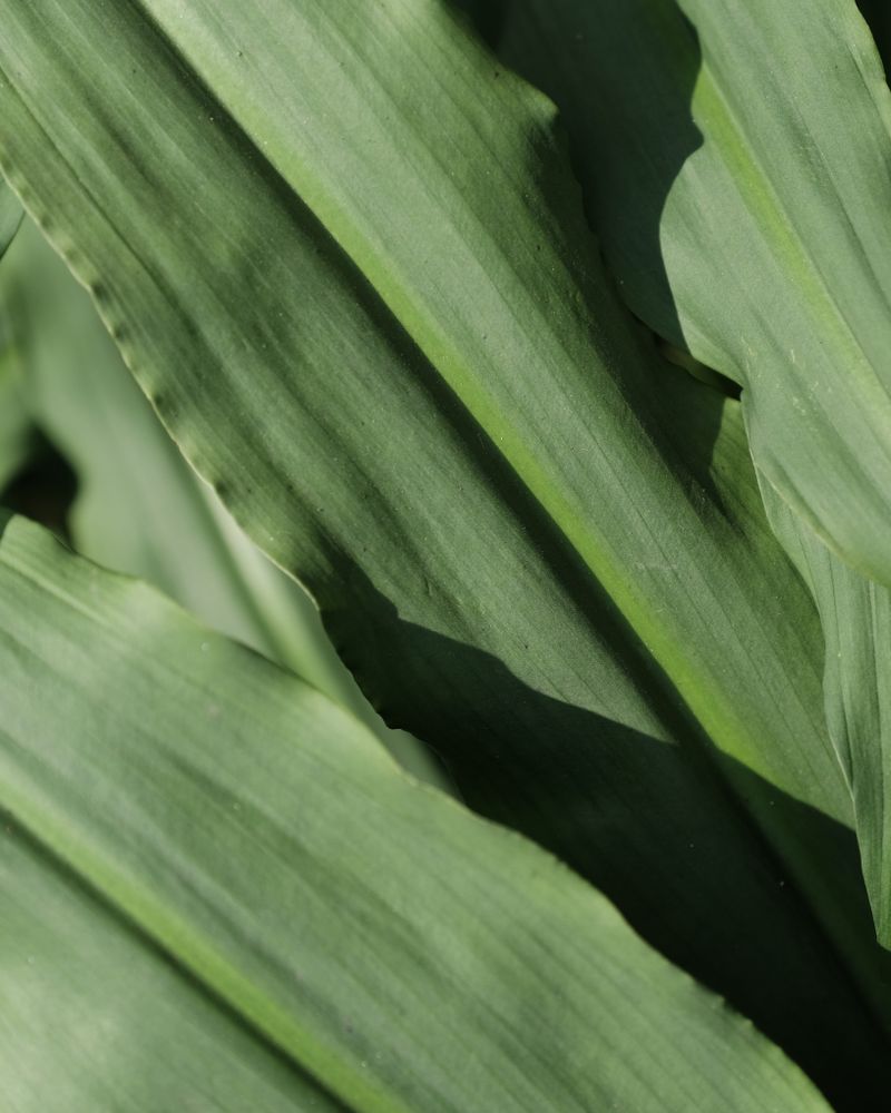 sheet of leaf background