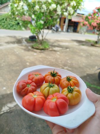 A Plate Full of Homegrown Red Tomatoes