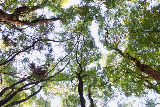 tall tree branches