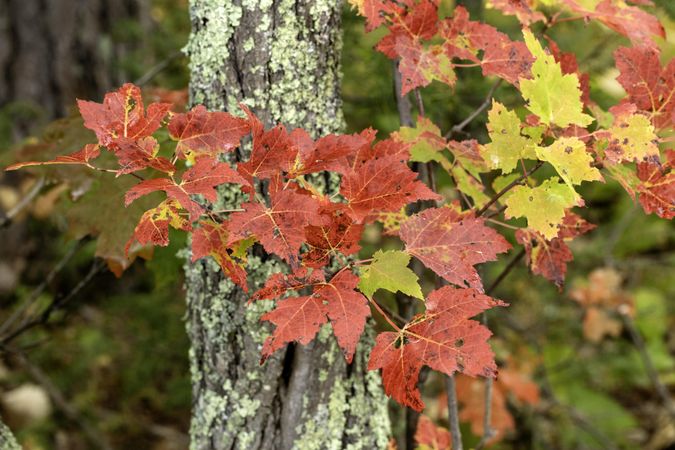 Red maple leaves along Loon Lake Trail at Savanna Portage State Park in McGregor, Minnesota