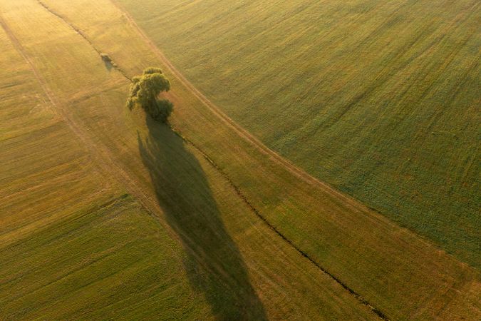 Drone image at golden hour with agricultural fields and a single tree