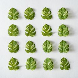 Rows of monstera leaves on light  background