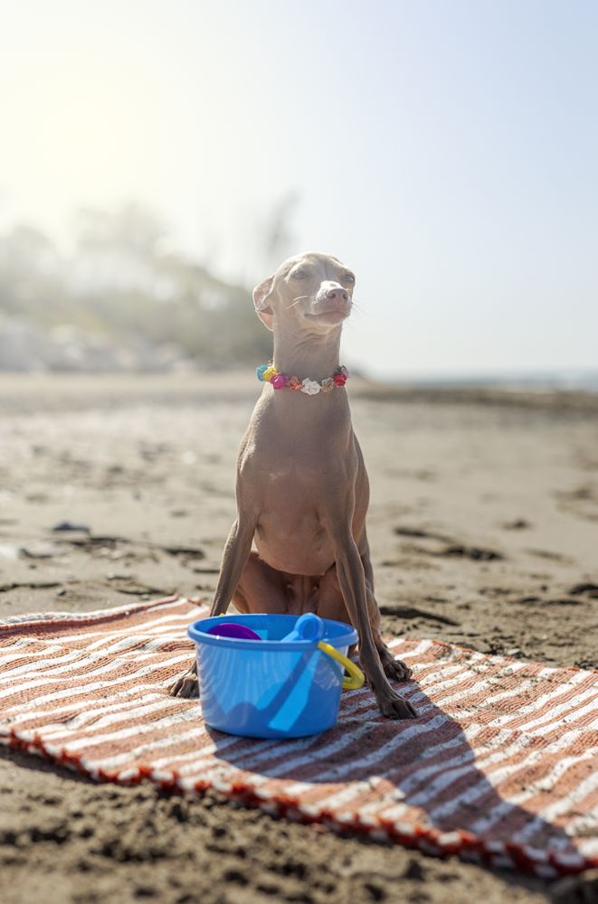 Cute puppy playing on beach in sunny day