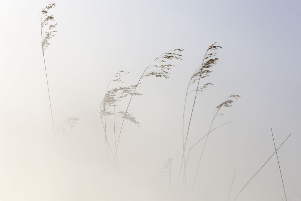 Transparent golden twigs on bright sky