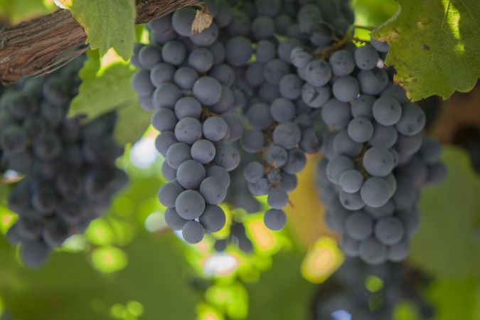 Grape harvest on plantation