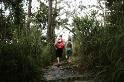 Men walking on path between plants in forest