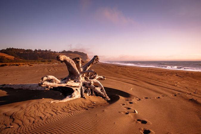 Tree debris on quiet beach