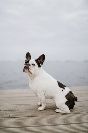 Cute dog on pier near sea