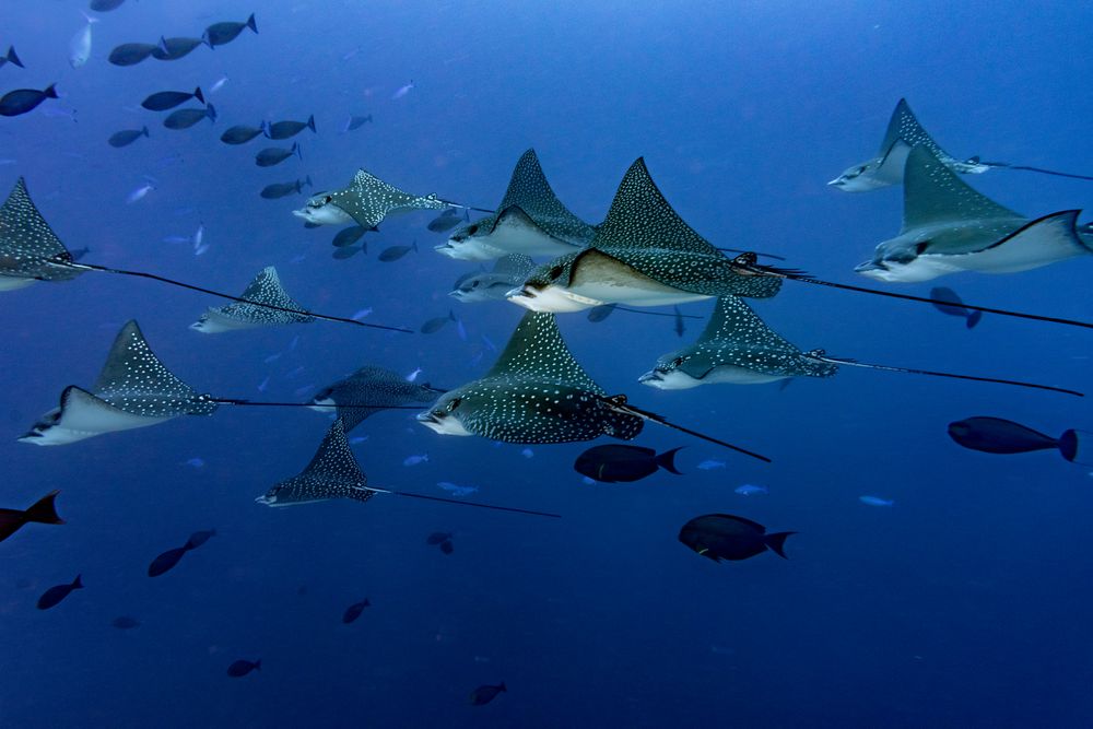 Flying underwater