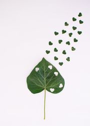 Heart leaf with small hearts coming out of it