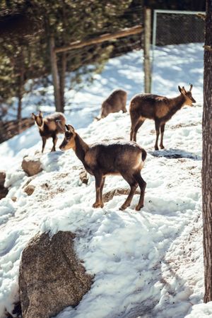 Goats pasturing on hill between snow