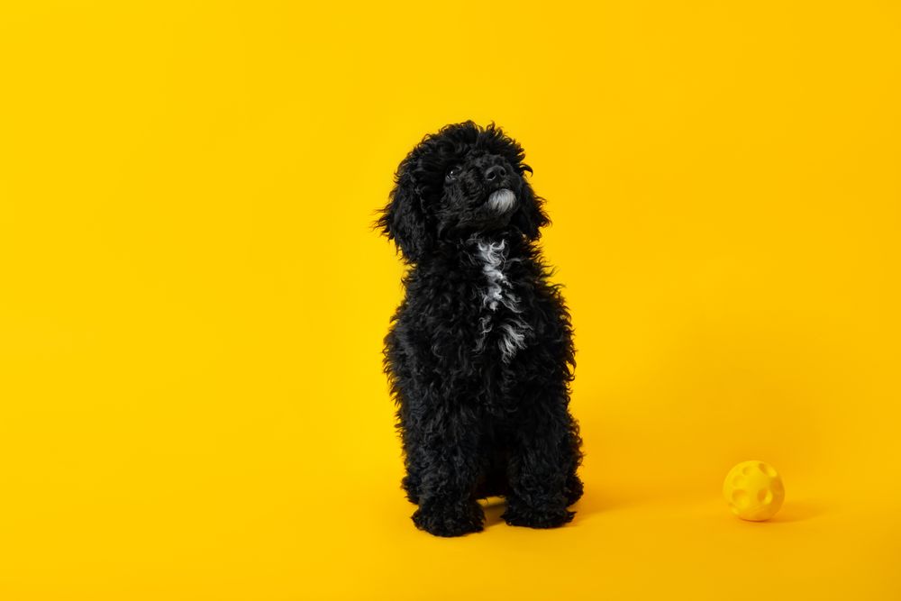 Cute poodle dog sitting next to toy