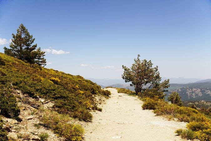 Rocky path in forest on sunny day