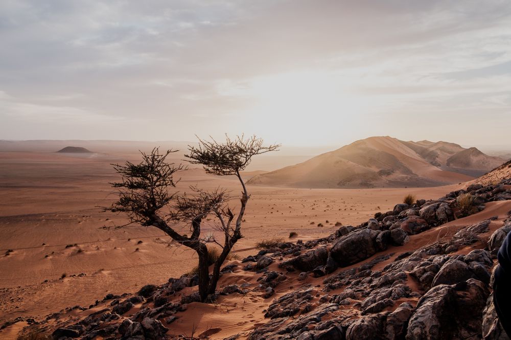 Lonely tree in arid desert